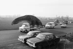 00896 Prints: A dinosaur on the move in Essex. A 16 foot high and 45 foot long Cetiosaurus
