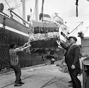 Dockers loading a ship at Gladstone Dock, Liverpool. 9th August 1965