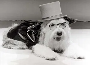 These two dog-about-town outfits were specially coutured by a London boutique that makes