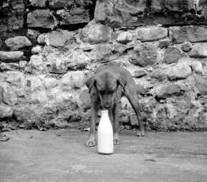 Puppy Prints: Dog and bottle of milk Sandy-brown cross bread terrier bitch aged 12 months was