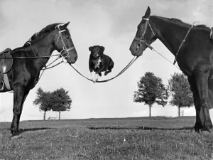 Skipping Prints: Dog jumps horses reigns in field 29th September 1941. Local Caption P002218