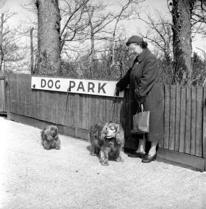 Dog owners leave their dogs in the Dog Park at F. Lawrence and Sons a Eastbourne butcher