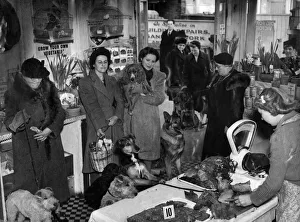 Dog Owners queue with ther pets at the local butcher for dog food which is on ration