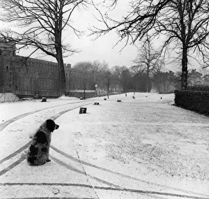 This dog, photographed at Cardiff Castle Ground today (Monday