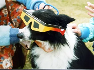 White Prints: A dog pictured with sunglasses to protect him from the solar eclipse - 12th Aug 1999