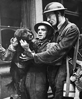 Pets Prints: A dog rescued from a destroyed building by Air Raid Precaution wardens (ARP