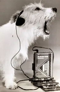 00186 Prints: dog singing along to music played on a walkman wearing earphones mouth open howling