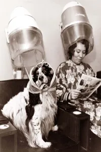 00146 Prints: A dog sits in the hairdressers being pampered as the lady next to her reads a magazine