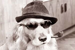 Pets Collection: Dog wearing dark glasses and a trilby hat smoking a pipe