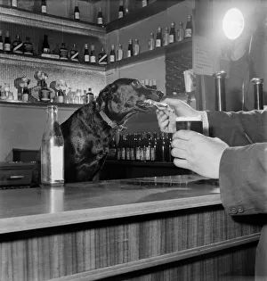 Dog Working behind Tite Bar, pouring a drink for customers February 1953
