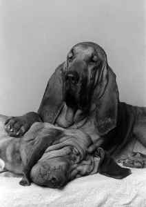 Relaxation Prints: Dogs Bloodhounds Feb 1976 Henry 5 years old with 2 year old Saint