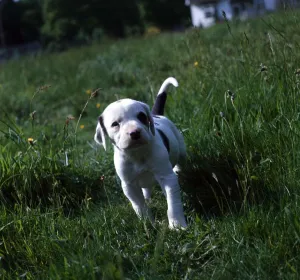 Dogs Foxhound puppy at Bridge Hunt Kennels 1971 animal animals dog sogs