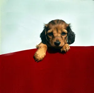 Emotions Prints: Dogs Long haired miniature dachschund animal animals dog sogs domestic pets