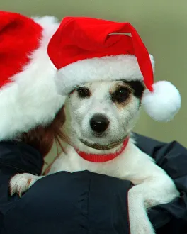 Dogs Santa rescued from the Thames 25 December 1997 held by Mel Wareham