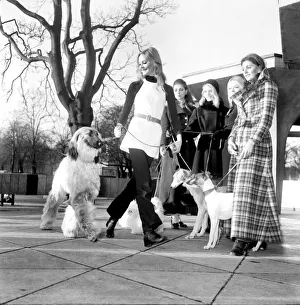 Some of the dogs taking part in the Richmond Dog Show next Saturday
