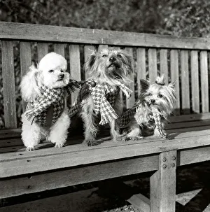 Dogs wearing scarves A poodle dog and two terriers on a park bench