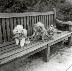 Scarves Prints: Dogs wearing scarves A poodle dog and two terriers on a park bench