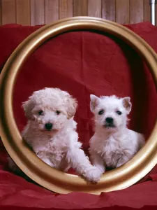 Dogs West Highland and poodle puppies animal animals dog cute dogs