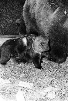 Dolly the brown bear recently gave birth to 4 cubs (January 1981