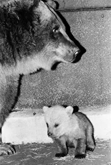 Dolly the brown bear recently gave birth to 4 cubs (January 1981