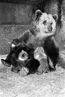 Dolly the brown bear recently gave birth to 4 cubs (January 1981