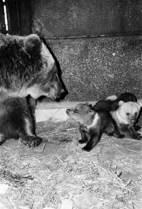 Dolly the brown bear recently gave birth to 4 cubs (January 1981