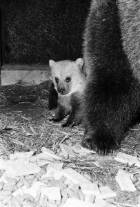Dolly the brown bear recently gave birth to 4 cubs (January 1981