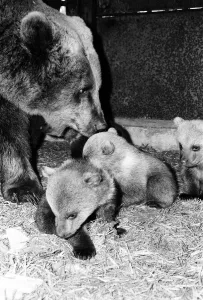 Dolly the brown bear recently gave birth to 4 cubs (January 1981
