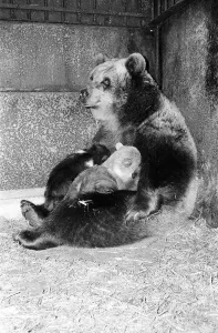 Dolly the brown bear recently gave birth to 4 cubs (January 1981