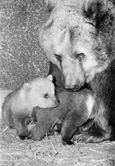 Dolly the brown bear recently gave birth to 4 cubs (January 1981