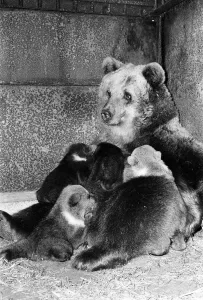 Dolly the brown bear recently gave birth to 4 cubs (January 1981