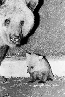 Dolly the brown bear recently gave birth to 4 cubs (January 1981