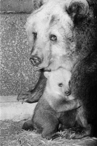 Dolly the brown bear recently gave birth to 4 cubs (January 1981