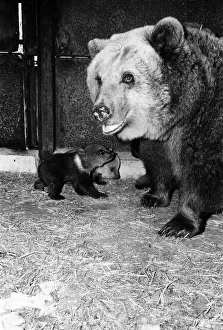 Dolly the brown bear recently gave birth to 4 cubs (January 1981