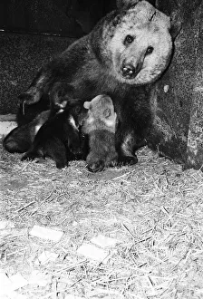 Dolly the brown bear recently gave birth to 4 cubs (January 1981