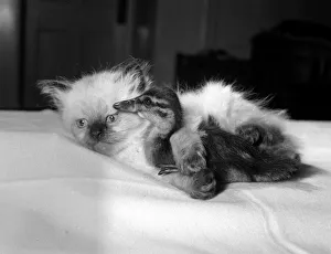 Donald the duckling has found a friend in six week old kitten Amigo Donald was