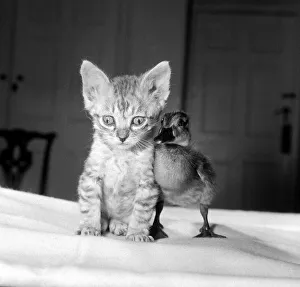 Donald the duckling has found a friend in six week old kitten Silva Ringo Donald