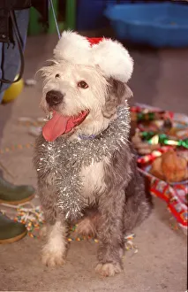 Tinsel Prints: Donkey the old english sheep dog attending the Battersea Dogs Home christmas dinner