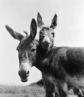 Donkey retirement home in Selsey, Sussex. John Lockwood who cares for 50 retired