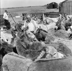 Donkey retirement home in Selsey, Sussex. John Lockwood who cares for 50 retired