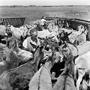 Donkey retirement home in Selsey, Sussex. John Lockwood who cares for 50 retired