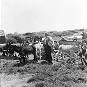 Donkey retirement home in Selsey, Sussex. John Lockwood who cares for 50 retired