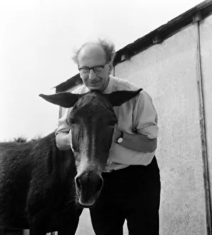 Donkey retirement home in Selsey, Sussex. John Lockwood who cares for 50 retired