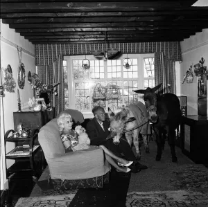 Donkey retirement home in Selsey, Sussex. John Lockwood who cares for 50 retired