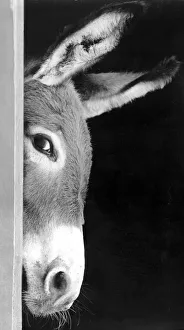 A donkey takes a sneeky peep at the competition at a Donkey Breeds Society show