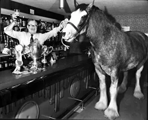 Size Collection: Donny the Clydesdale horse inside the Copy cat pub Broomielaw