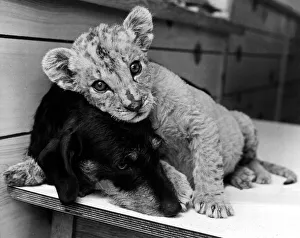 Dachshund Prints: Doting Daschund Dinah who has adopted lion cub Napoleon