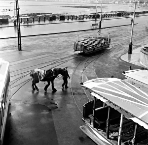 Douglas, Isle of Man. Betty 12, a dark Bay Irish Hackney (or Irish Cob