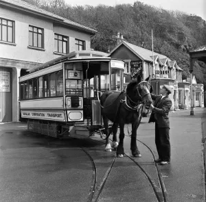 Douglas, Isle of Man. Betty 12, a dark Bay Irish Hackney (or Irish Cob