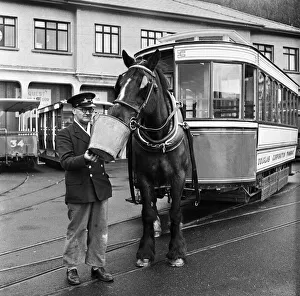 Douglas, Isle of Man. Betty 12, a dark Bay Irish Hackney (or Irish Cob